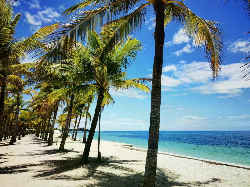 Row of palm trees casting shadows on white sand beside calm turquoise ocean under blue sky.