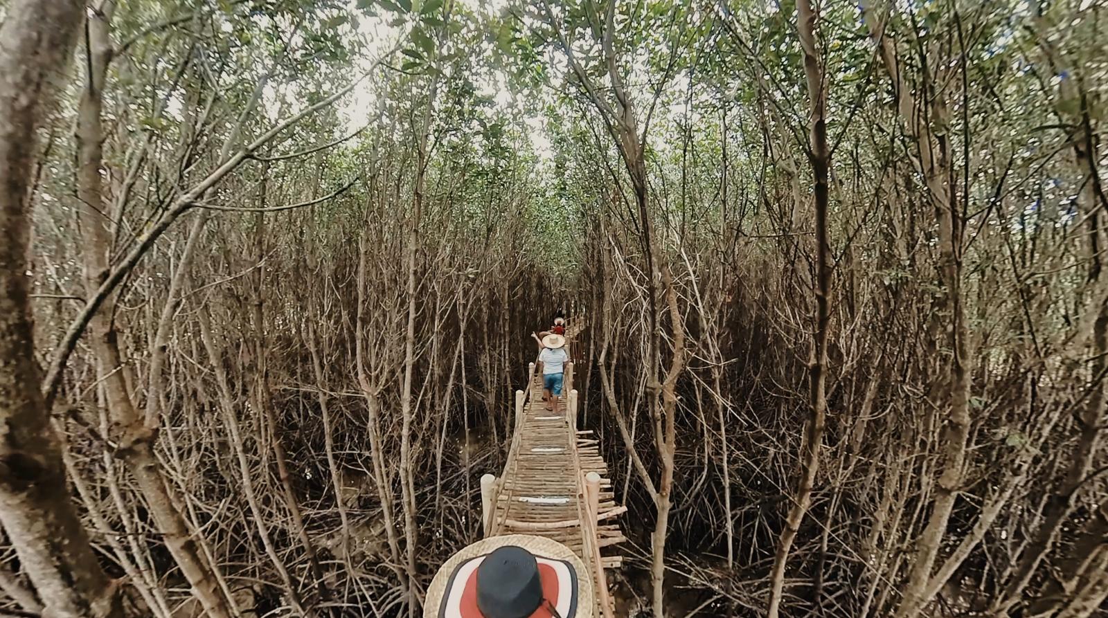 Visitors walking along an elevated bamboo boardwalk winding through a dense canopy of tall mangrove trees at Camp Sawi in Bantayan, Cebu.
