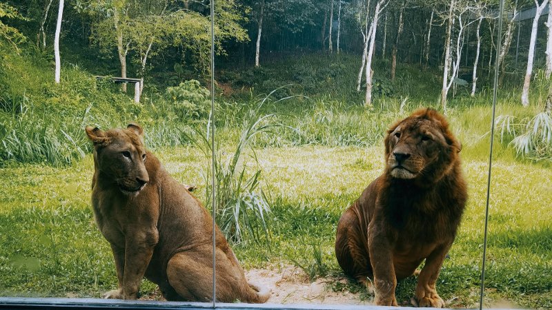 A lion and a lioness inside an enclosure at Cebu safari