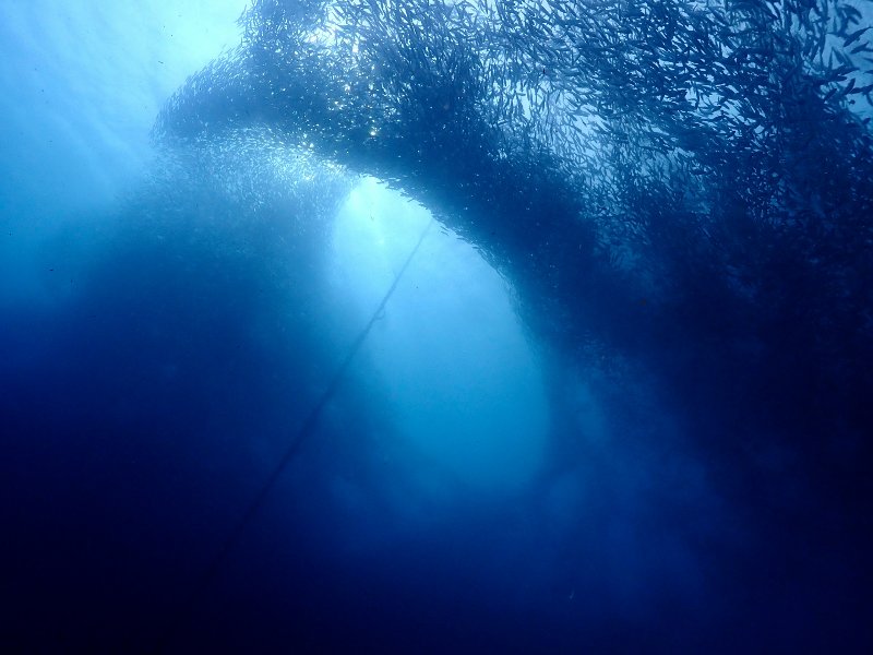 Massive sardine run formation creating a dark aquatic arch underwater in Moalboal.