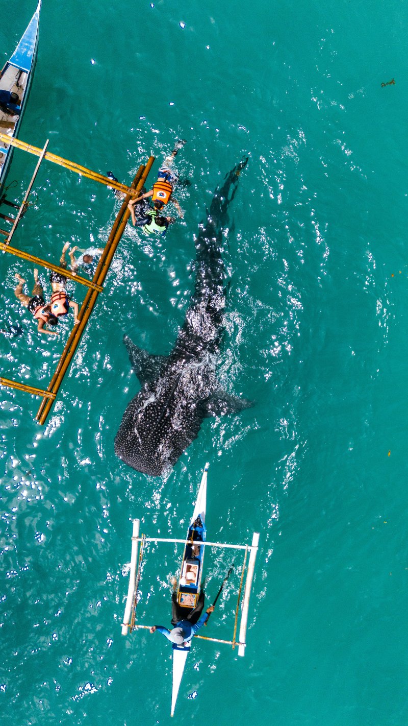 Aerial view of tourists snorkeling near a whale shark beside an outrigger boat in Oslob.