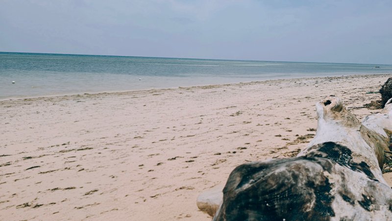 Wide view of a sandy beach in San Remigio, Cebu, showing clear, shallow ocean water and driftwood in the foreground under an overcast sky.