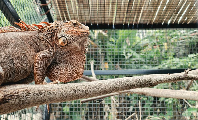 Close-up of a large brown iguana perched on a wooden branch inside a wire mesh enclosure at Tops Petting Zoo.