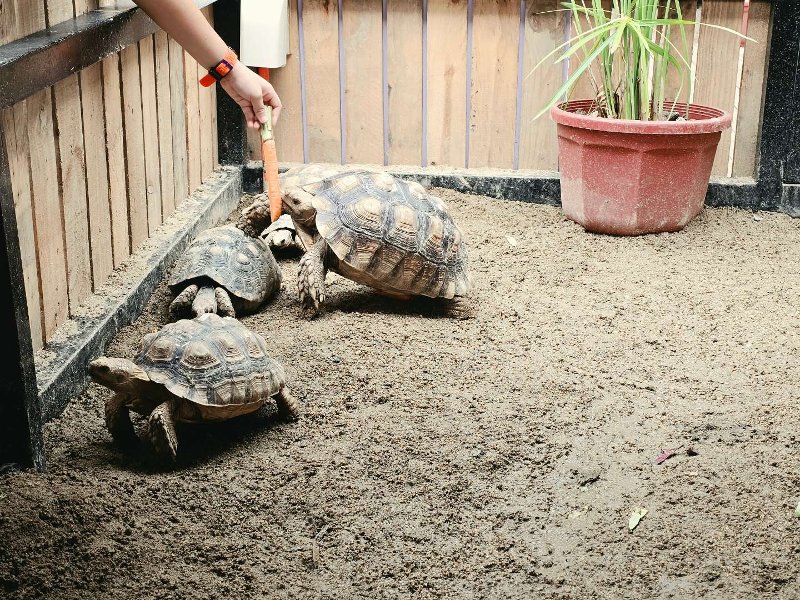 Visitors feeding carrots to large tortoises inside a sandy ground enclosure bounded by wooden fences.